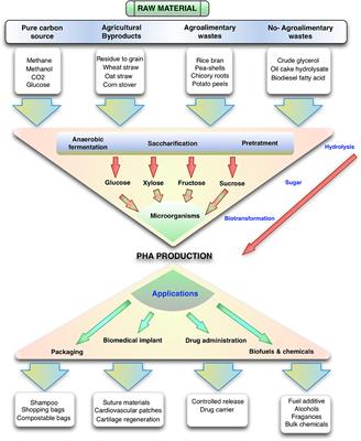 Beyond Intracellular Accumulation of Polyhydroxyalkanoates: Chiral Hydroxyalkanoic Acids and Polymer Secretion